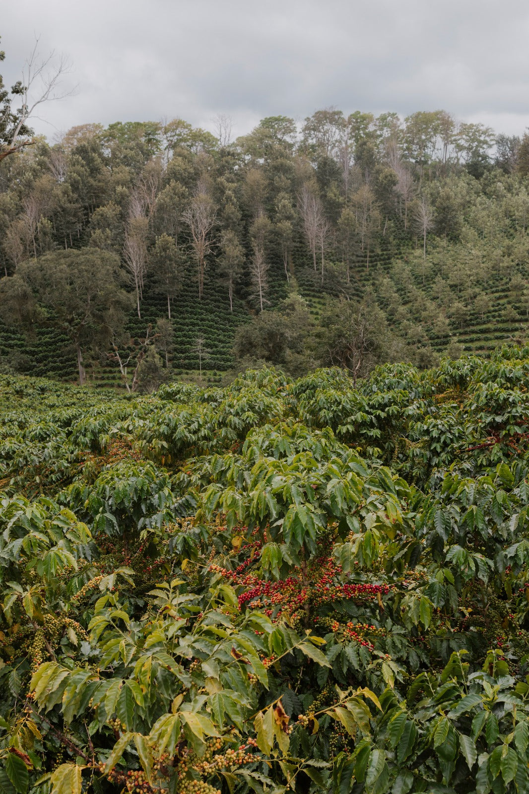 MexiBrew – Mexico La Laja